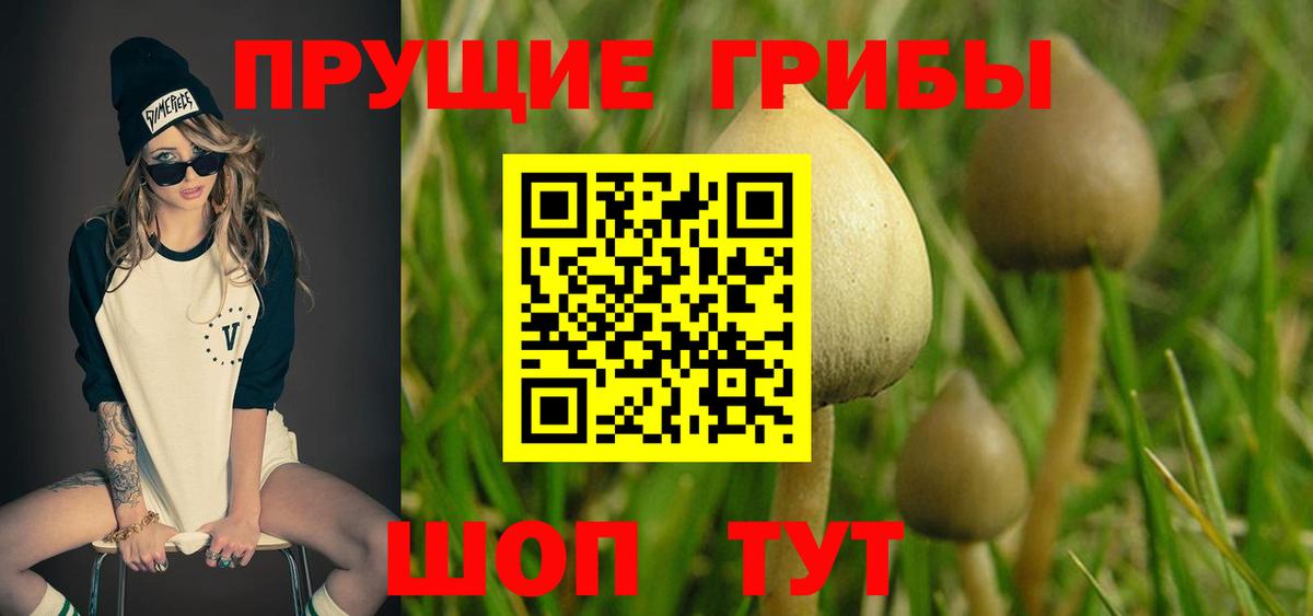 Галлюциногенные грибы Psilocybe  Мирный 